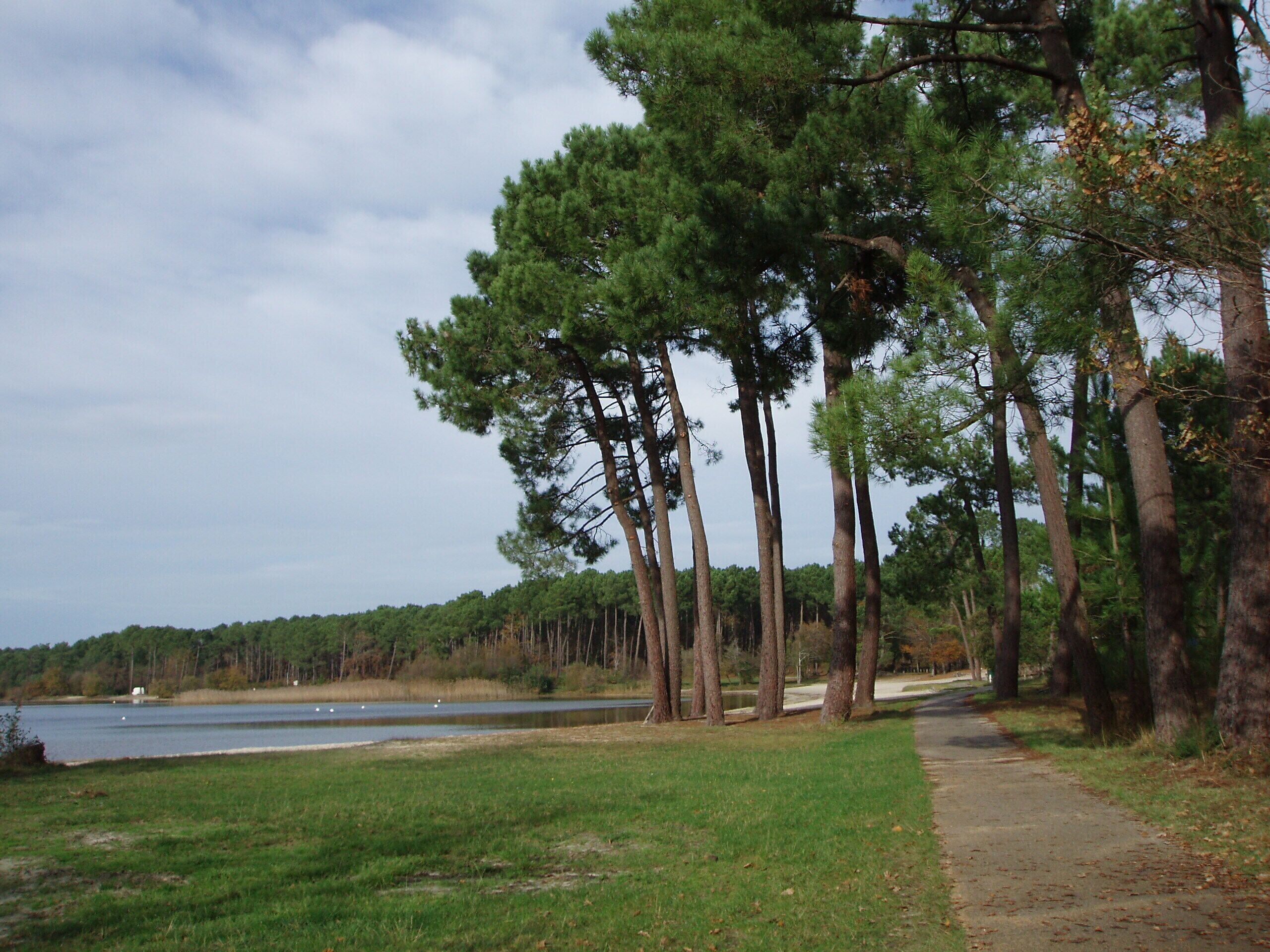 A pathway alongside a lake with tall pine trees and a grassy area.