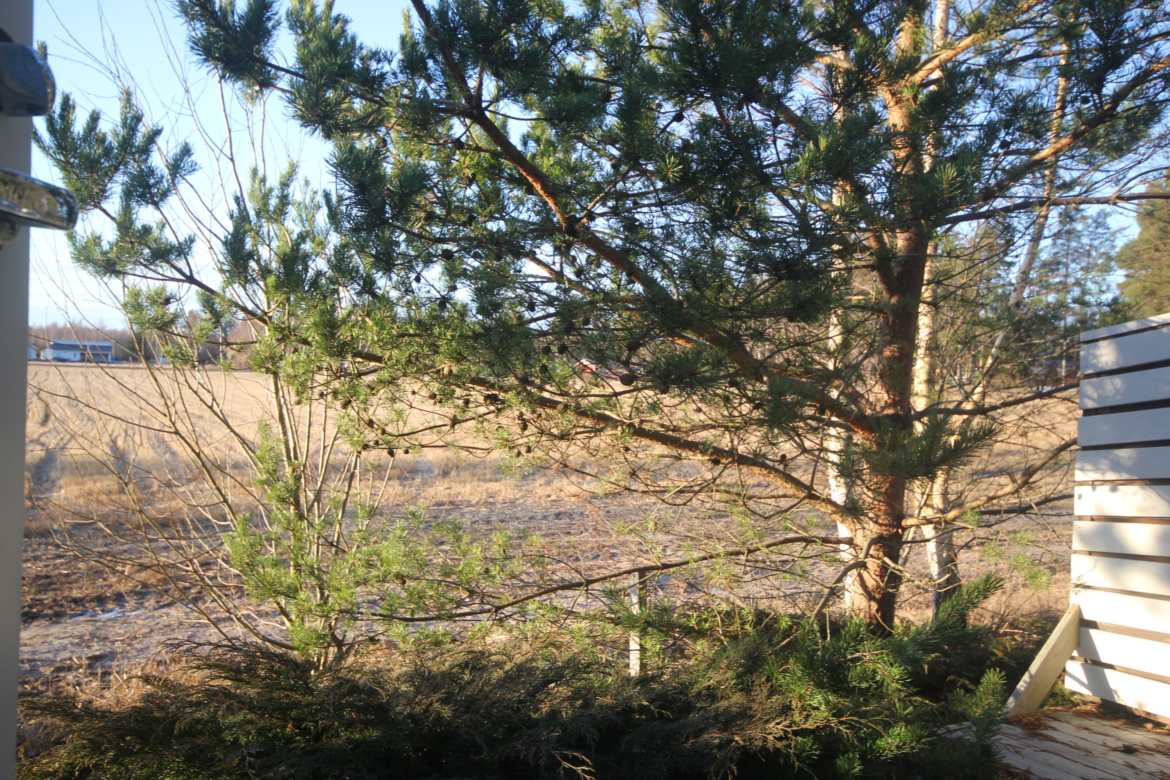 A tree in a yard with a wooden deck and a building in the background.