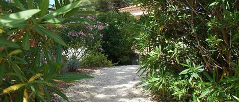 Un chemin de pierres qui traverse un jardin où l’on trouve différentes plantes et fleurs.