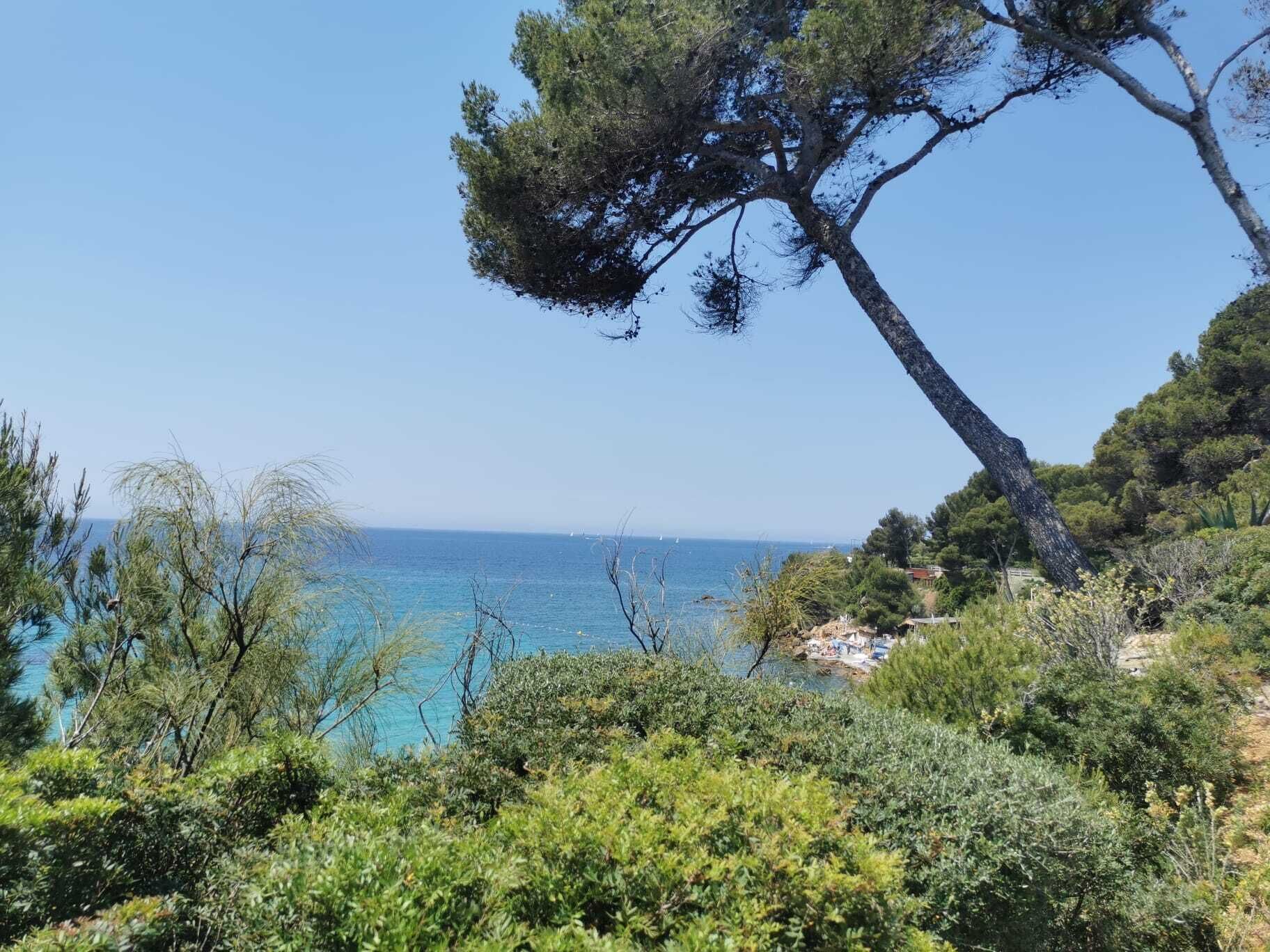 Un paysage côtier avec un arbre imposant, une mer d’un bleu limpide et une végétation luxuriante.