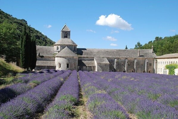 A historic building with a bell tower, surrounded by lavender fields.