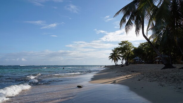A beach with palm trees and the ocean.