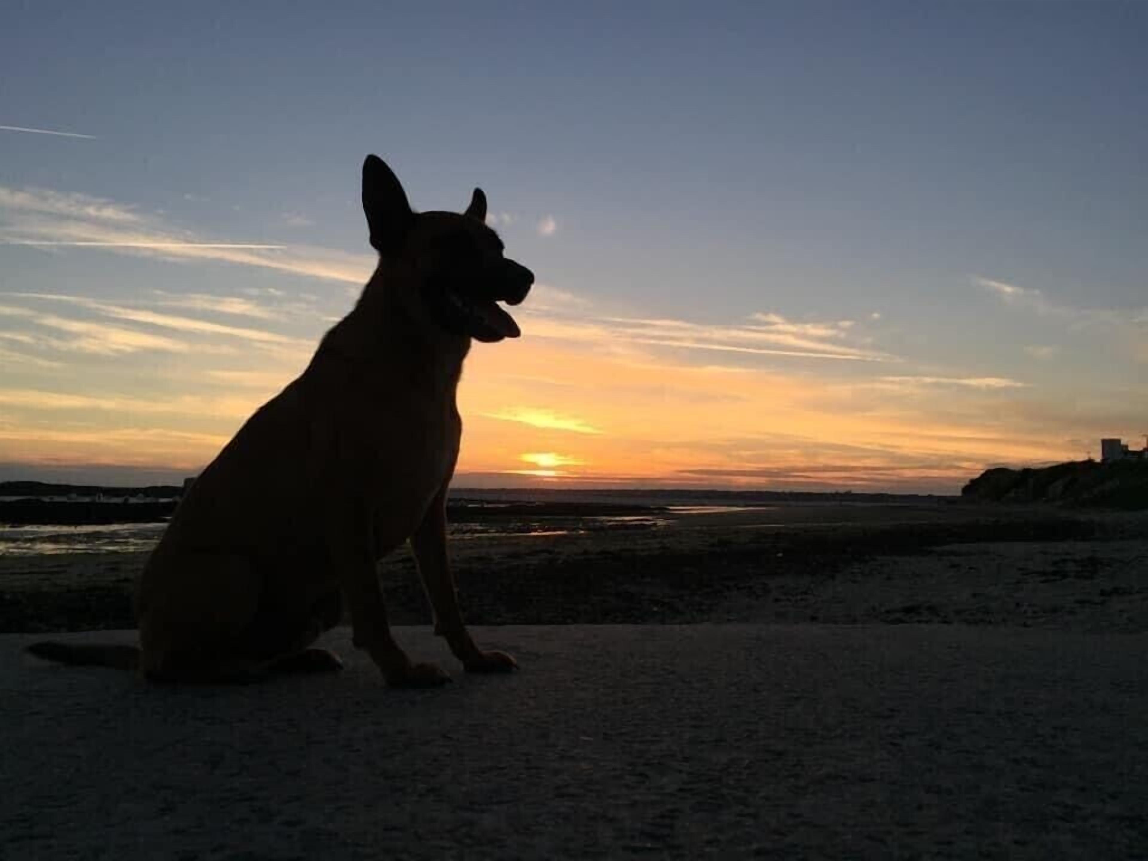 Un perro sentado en la playa al atardecer.