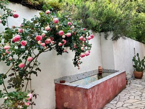 A garden with a rose bush and a rectangular water feature. - Villa facing the Calanche of Piana (Unesco classified). Exceptional. Pool. (Piana)