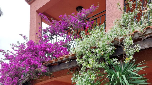 Kaksikerroksinen rakennus, jossa on parvekkeet, jotka on koristeltu violetilla bougainvillealla ja valkoisilla kukkivilla kasveilla.