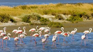 Eine Gruppe Flamingos steht in flachem Wasser, im Hintergrund ein Strand und grashügelige Dünen.