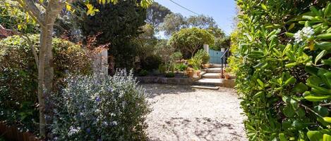 A gravel pathway leading through a garden with various plants and a tree.