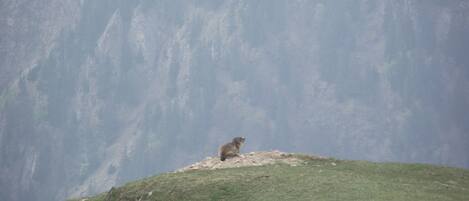 A mountain goat on a grassy hill with a mountain in the background.
