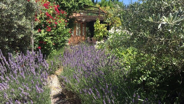 Un jardín con un pérgola de madera, lavanda y flores rojas.