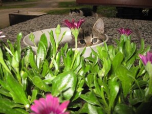 Property grounds - Tuukkalan tila B & B (Mikkeli)