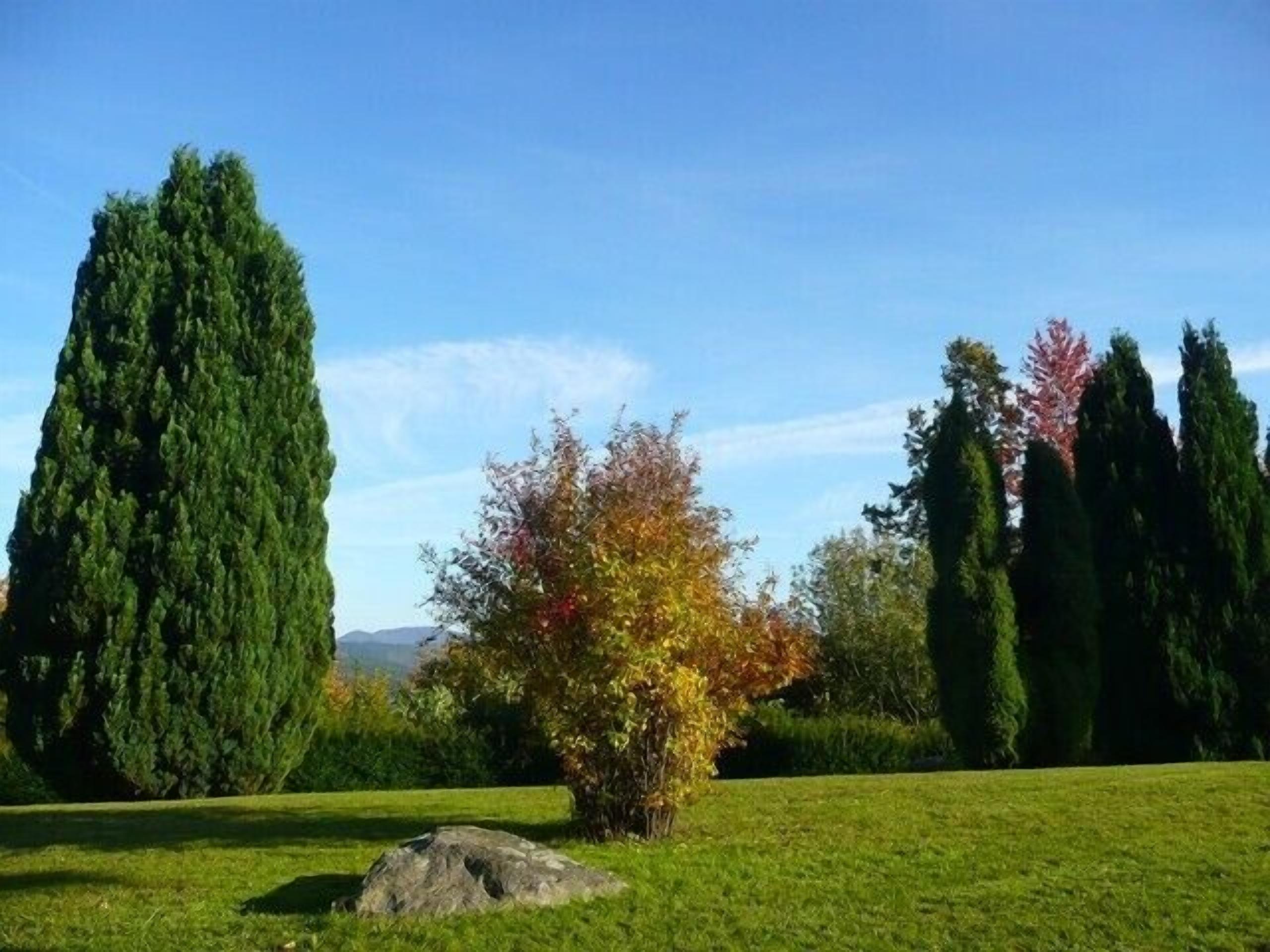Ein grasbewachsenes Feld mit einem großen Felsen, einem Baum mit Herbstlaub und hohen Zypressen.