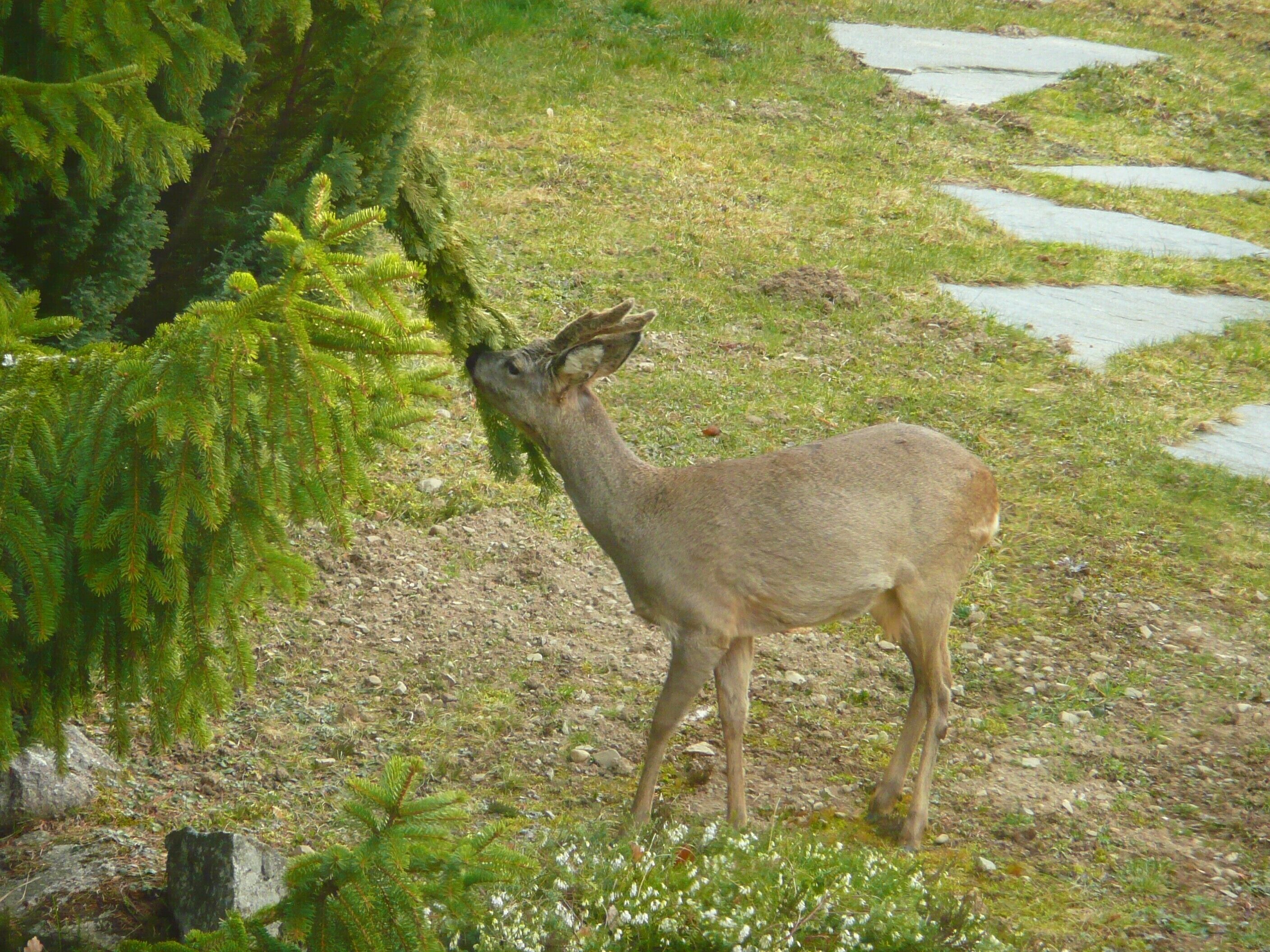 A deer in a natural setting with a grassy area and a stone path.