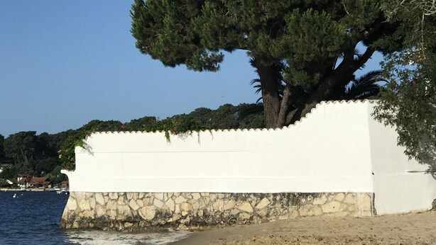 Escena costera con un árbol grande frente a un muro blanco, una playa de arena y el mar.