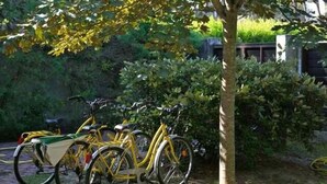 Una bicicleta estacionada bajo un árbol en un jardín.