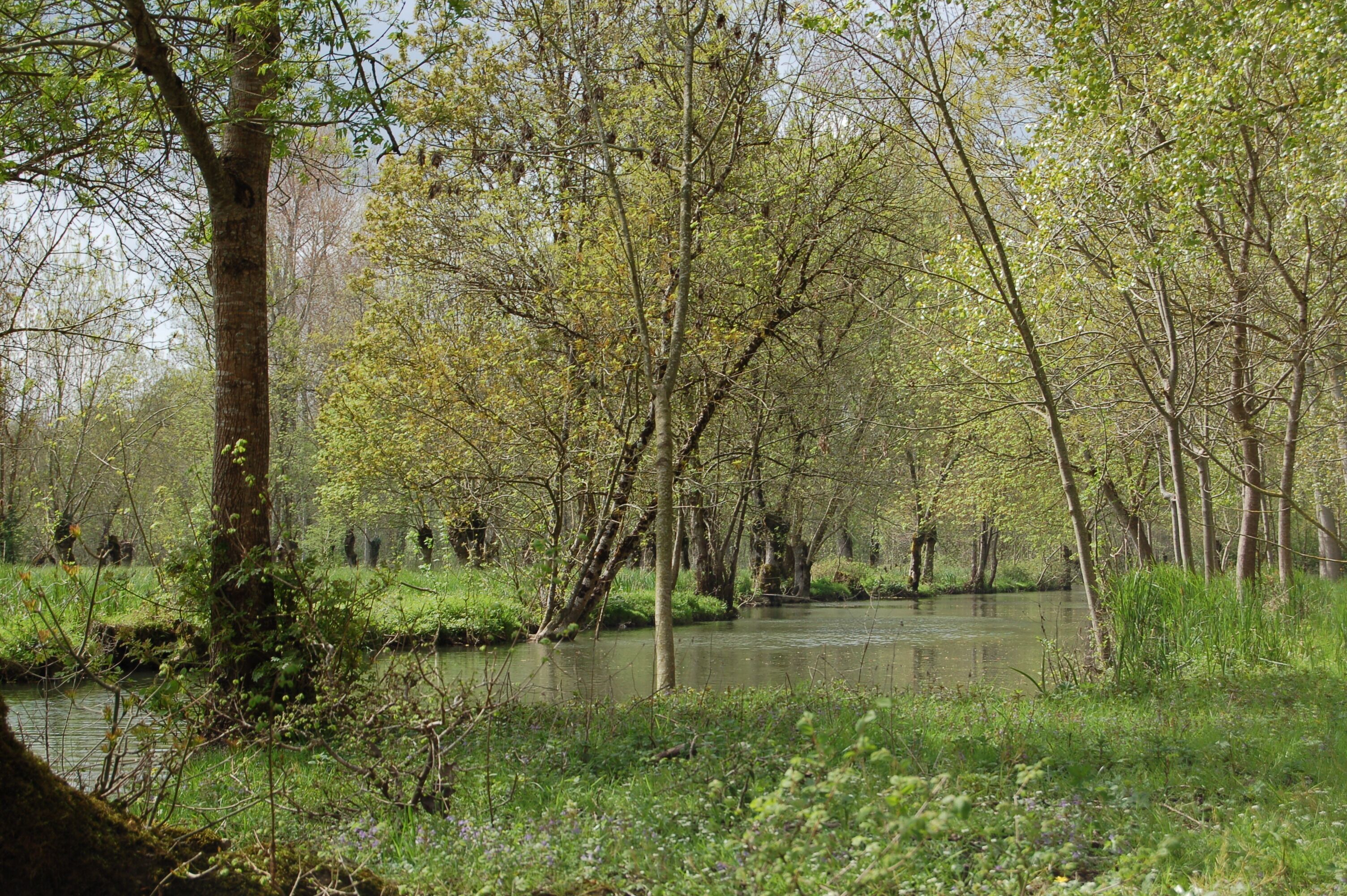A serene forested area with a calm river, surrounded by trees and greenery.