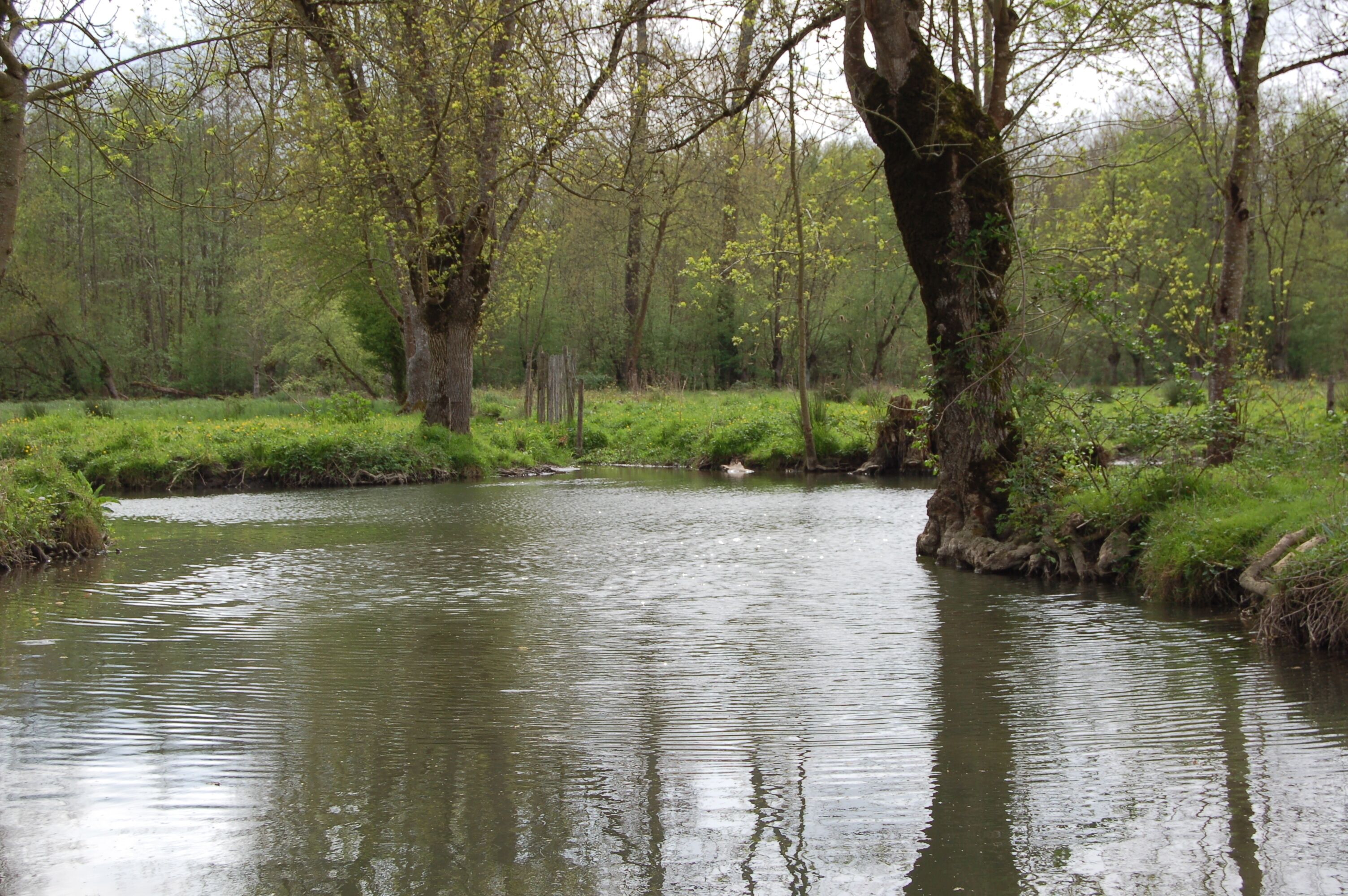 A calm river surrounded by dense forest.
