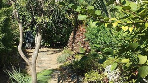 Um caminho de pedra ladeado por vegetação exuberante e diversas plantas.