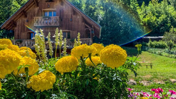 Een houten chalet met een balkon, omgeven door weelderig groen en gele bloemen.