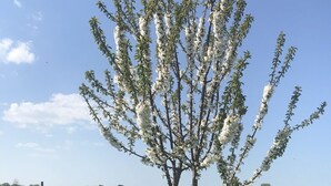 Un árbol con flores blancas en un campo cubierto de césped, con una mesa de picnic y una maceta roja al fondo.