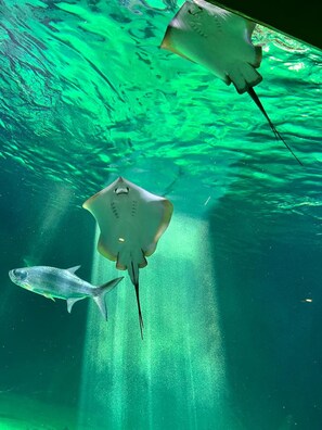 Eine Unterwasseransicht mit Rochen und einem Fisch, die in klarem Wasser schwimmen.