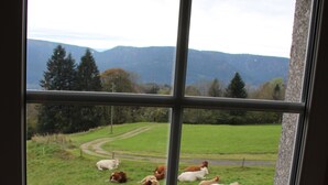 Ein Fenster mit Blick auf ein grünes Feld, Kühe und einen Berg im Hintergrund.