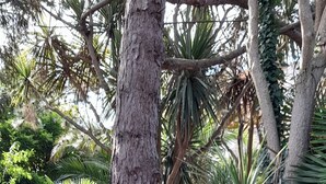 Ein üppiger tropischer Garten mit einem großen Baumstamm, verschiedenen Palmen und dichtem Grün.