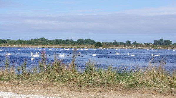 Una extensa masa de agua con numerosos cisnes y patos.