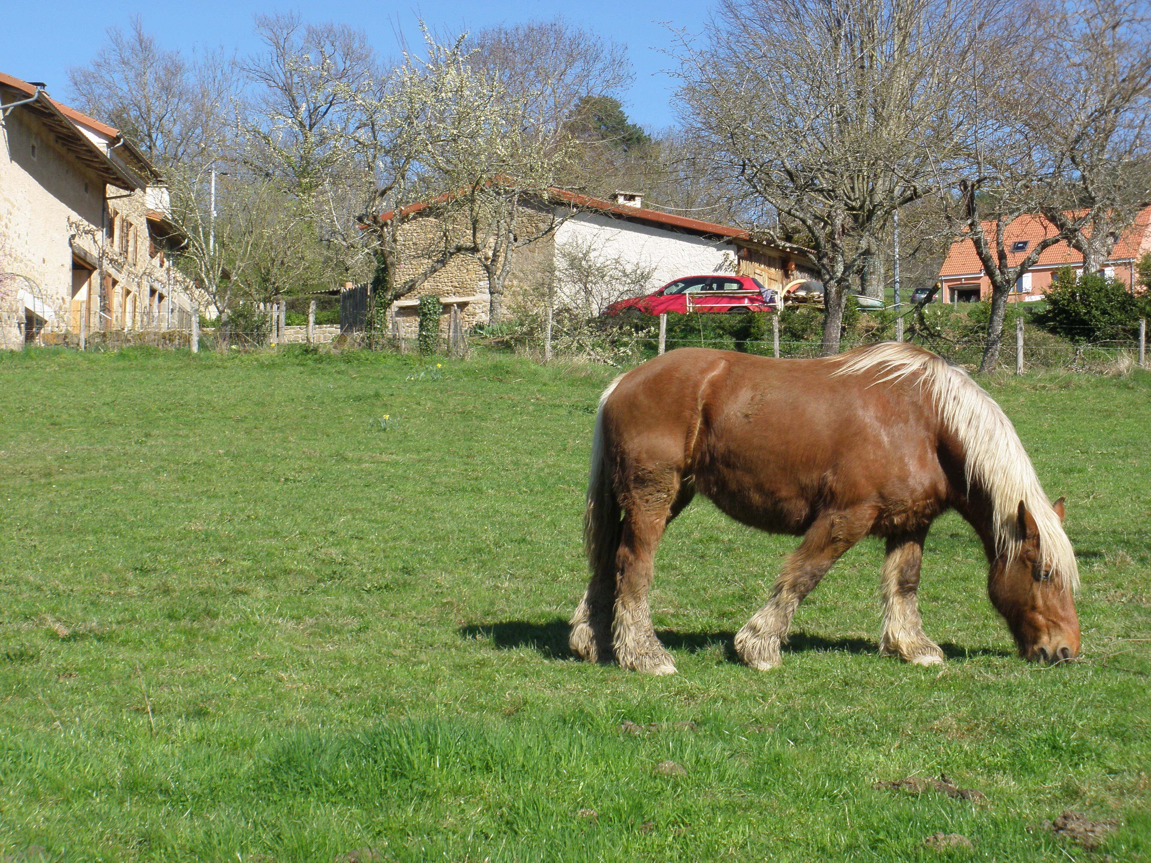 A horse grazing in a grassy field with houses in the background.