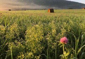 Et mark med høhøster og en lyserød blomst i forgrunden.