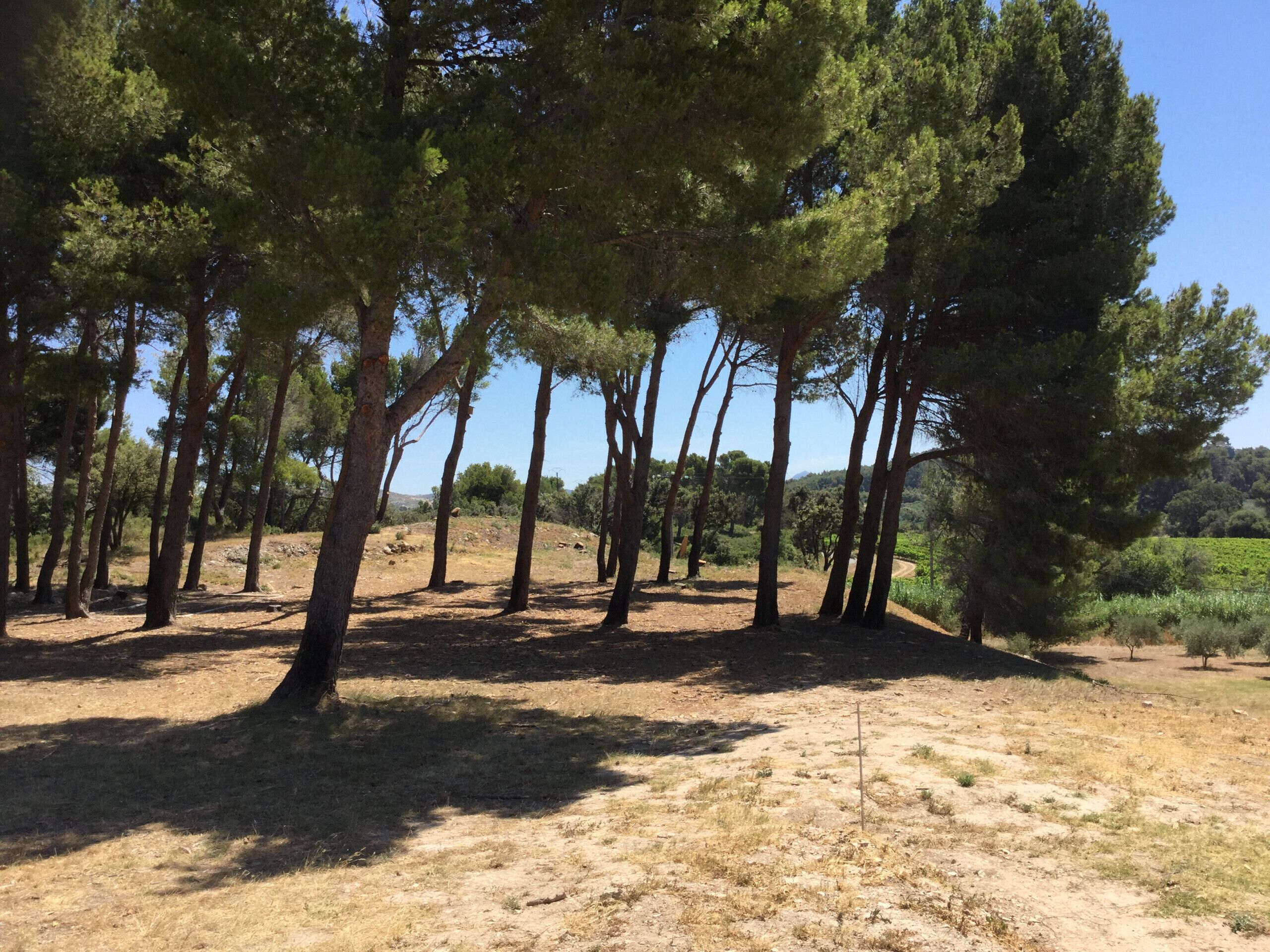 A natural landscape with tall trees and dry grass.