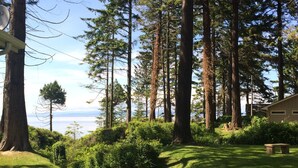 Une zone boisée avec de grands arbres et une vue sur l’océan.
