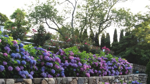 A garden with a stone wall and hydrangeas. - Experience Hy-View Hyannisport Exceptional Summer Getaway (Hyannisport)