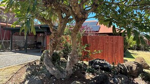 Un arbre à l’écorce épaisse et au feuillage dense, situé dans un espace aménagé avec des rochers et un paillis.