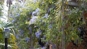 A garden with a pergola covered in purple flowers, surrounded by greenery and a stone wall. - Gulfside 1Br/1Ba Captain's Quarters On Anna Maria Island (Holmes Beach)