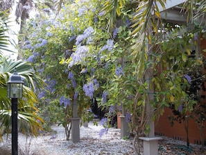 Um jardim com pérgola coberta de flores roxas, rodeado de vegetação e um muro de pedra.