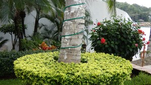 Un jardín ajardinado con una palmera en el centro, rodeado de setos bien cuidados y plantas con flores.
