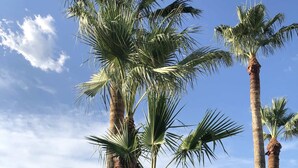 A residential area with palm trees, a house, and a car parked on the street.