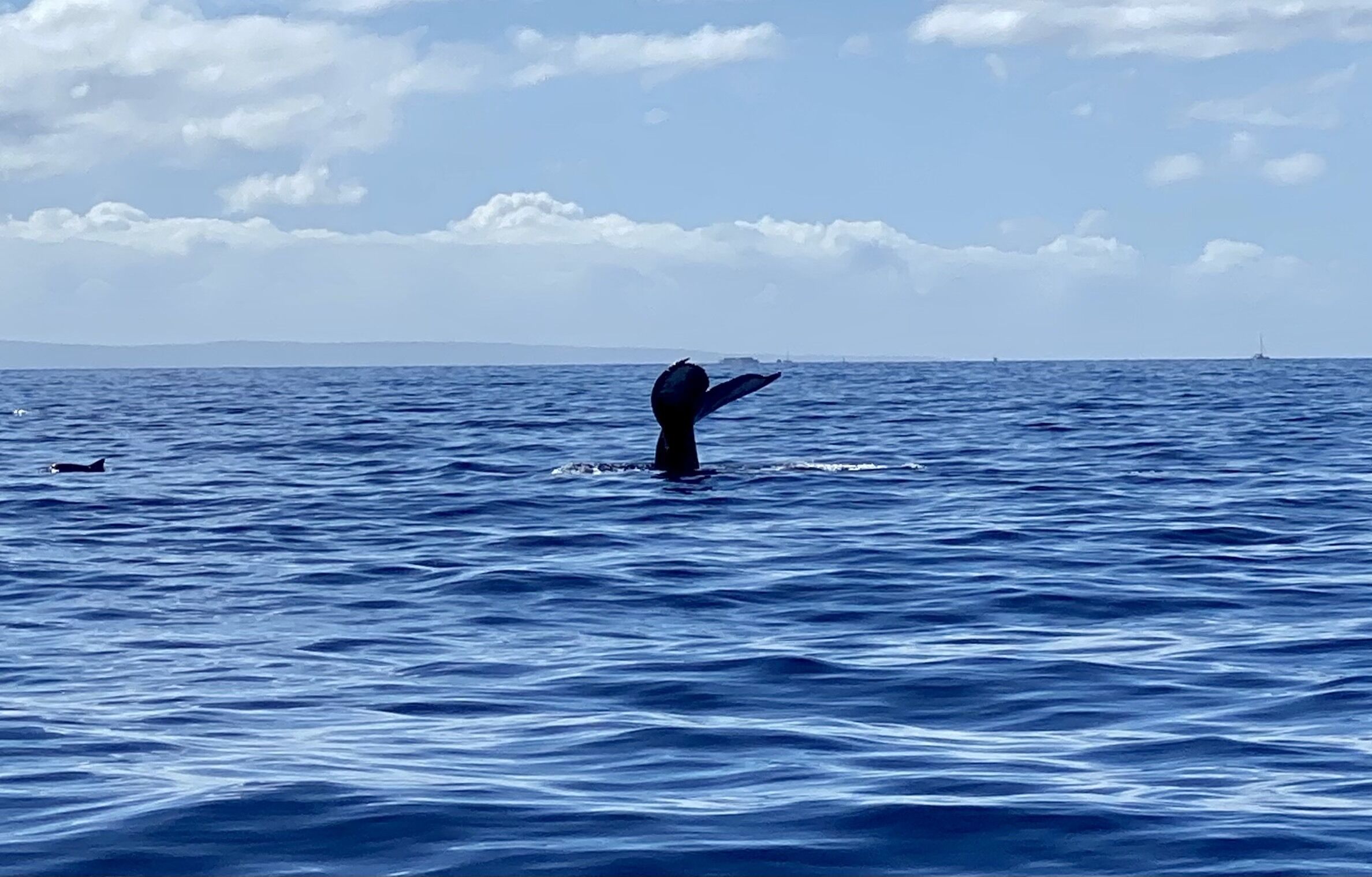 Una balena che emerge dall'acqua.
