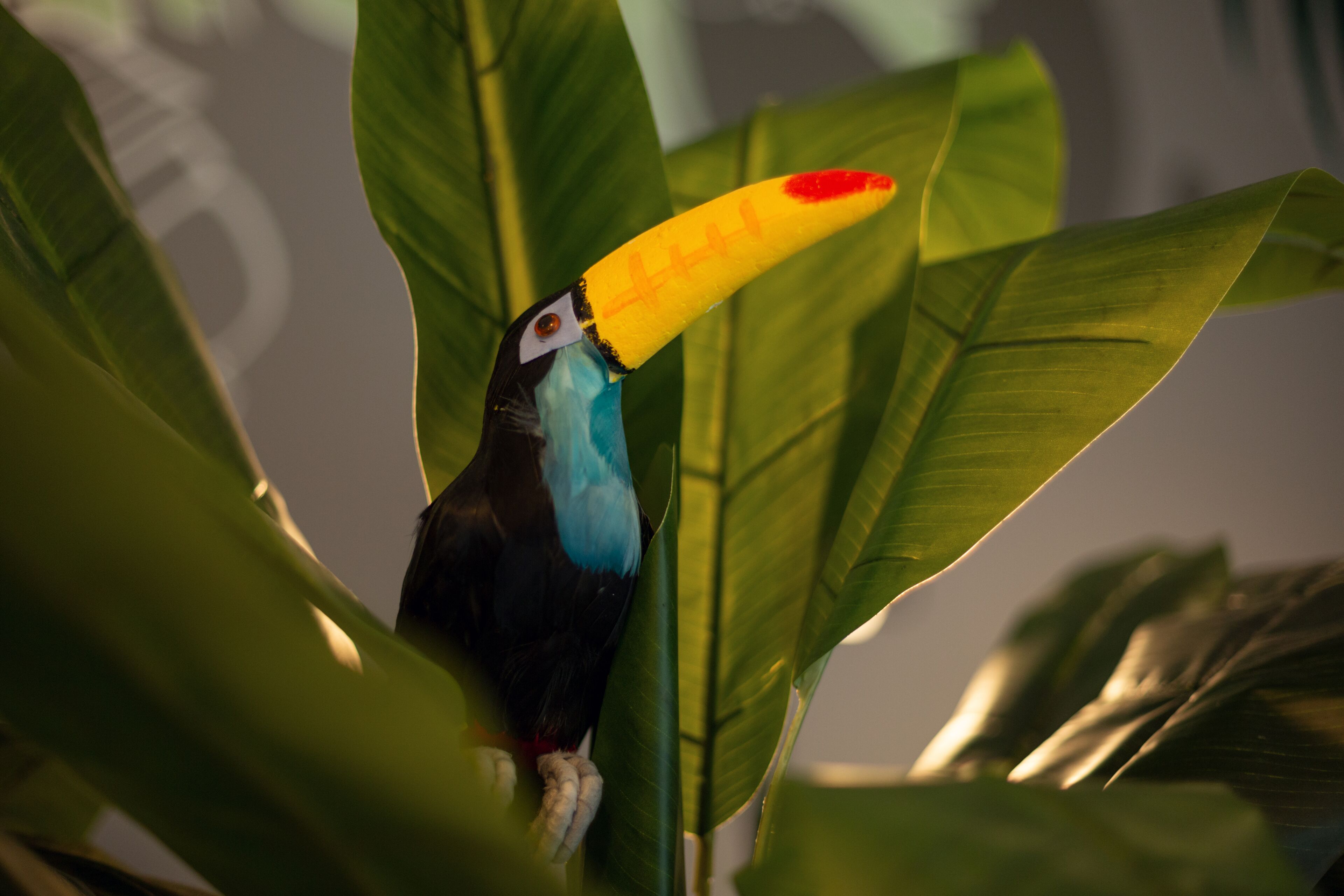 Un toucan, avec son grand bec jaune et ses plumes bleues, était perché parmi les feuilles vertes.