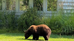 Un oso pastando en una zona con hierba cerca de un edificio con chimenea de piedra.