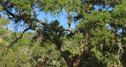 Papa's Palace at Stacy Ranch, cabin on 120 acres between Ingram & Hunt, TX