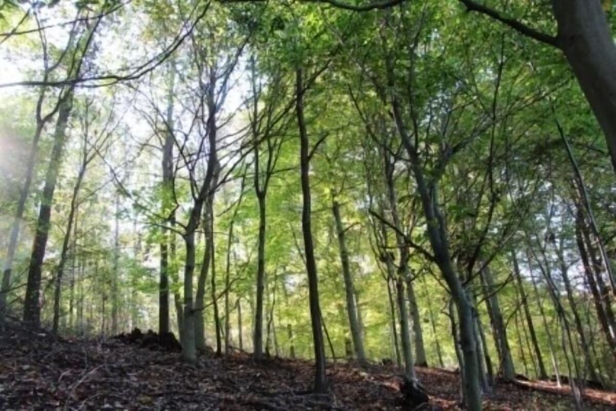 Metsäinen alue, jossa on korkeita puita ja maaperä on peittynyt lehtiin.