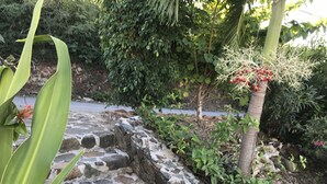 A stone pathway leading through a garden with various plants and a tree with red berries.