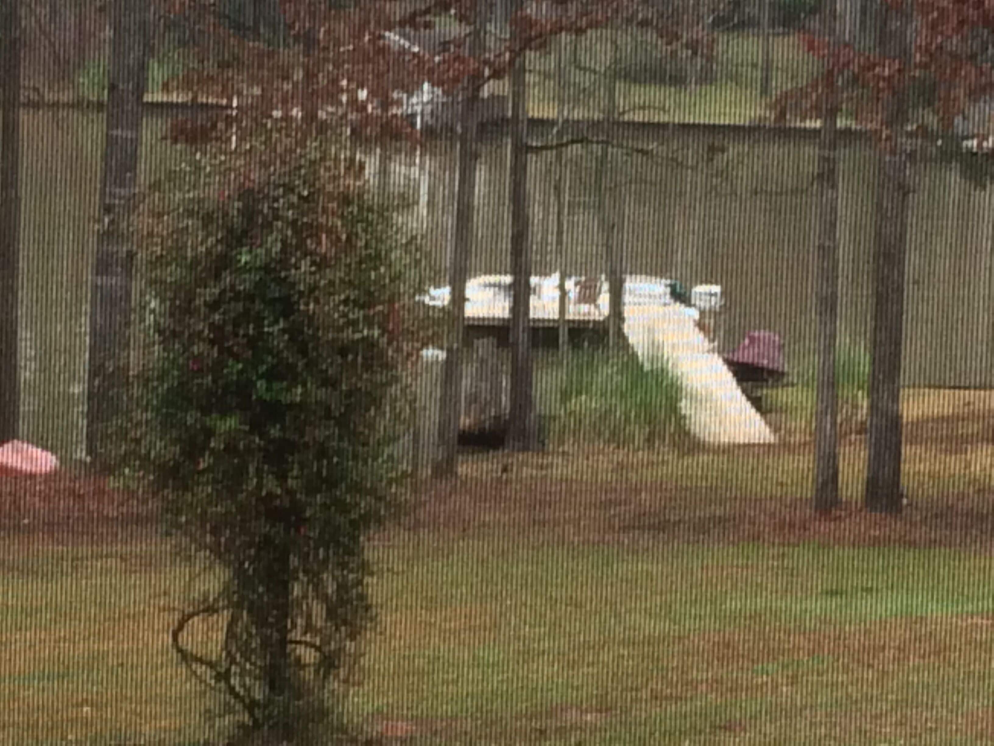 A fenced outdoor area with a slide, trees, and a small bush.