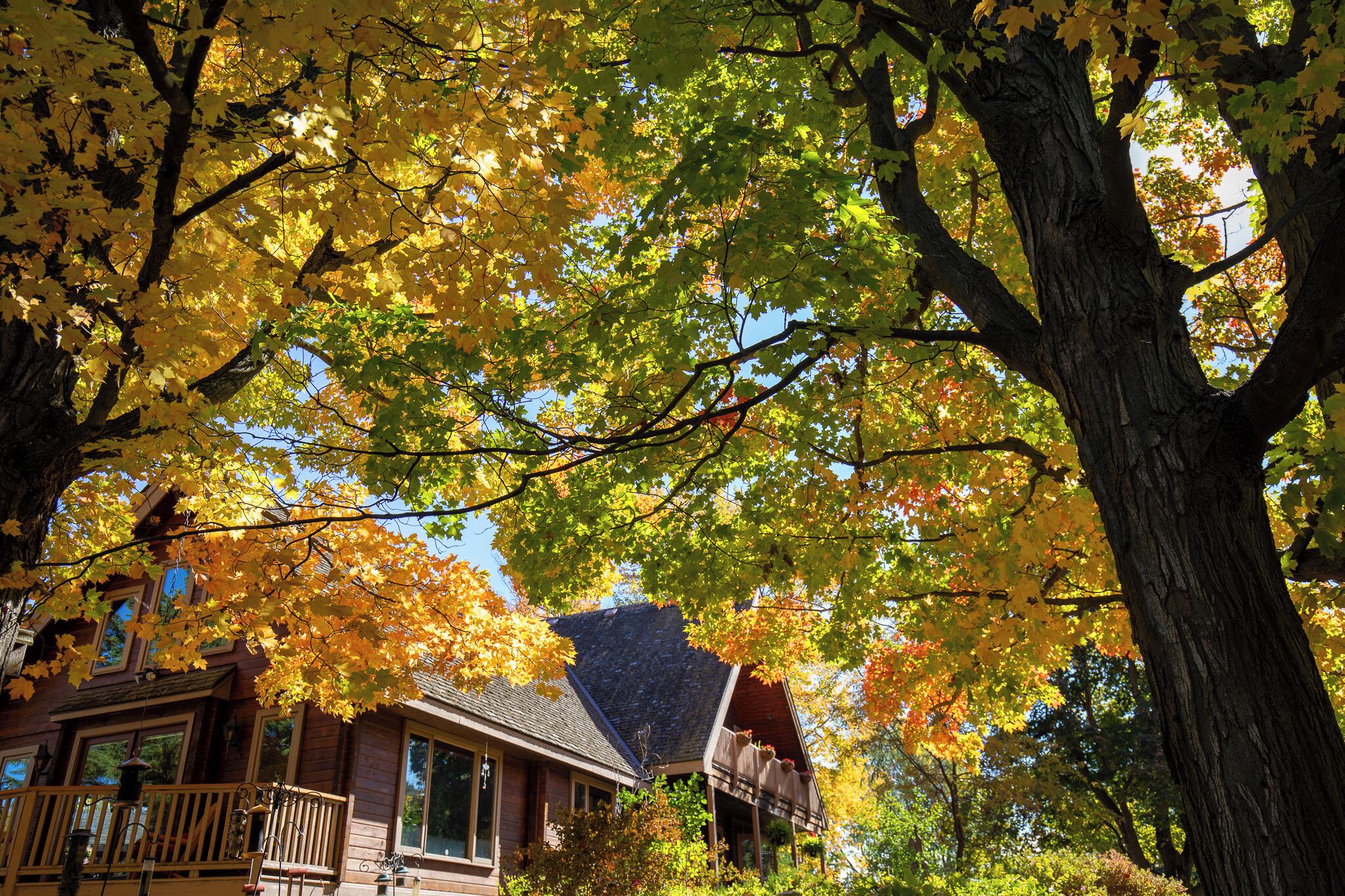 A wooden cabin with a porch, surrounded by autumn foliage.