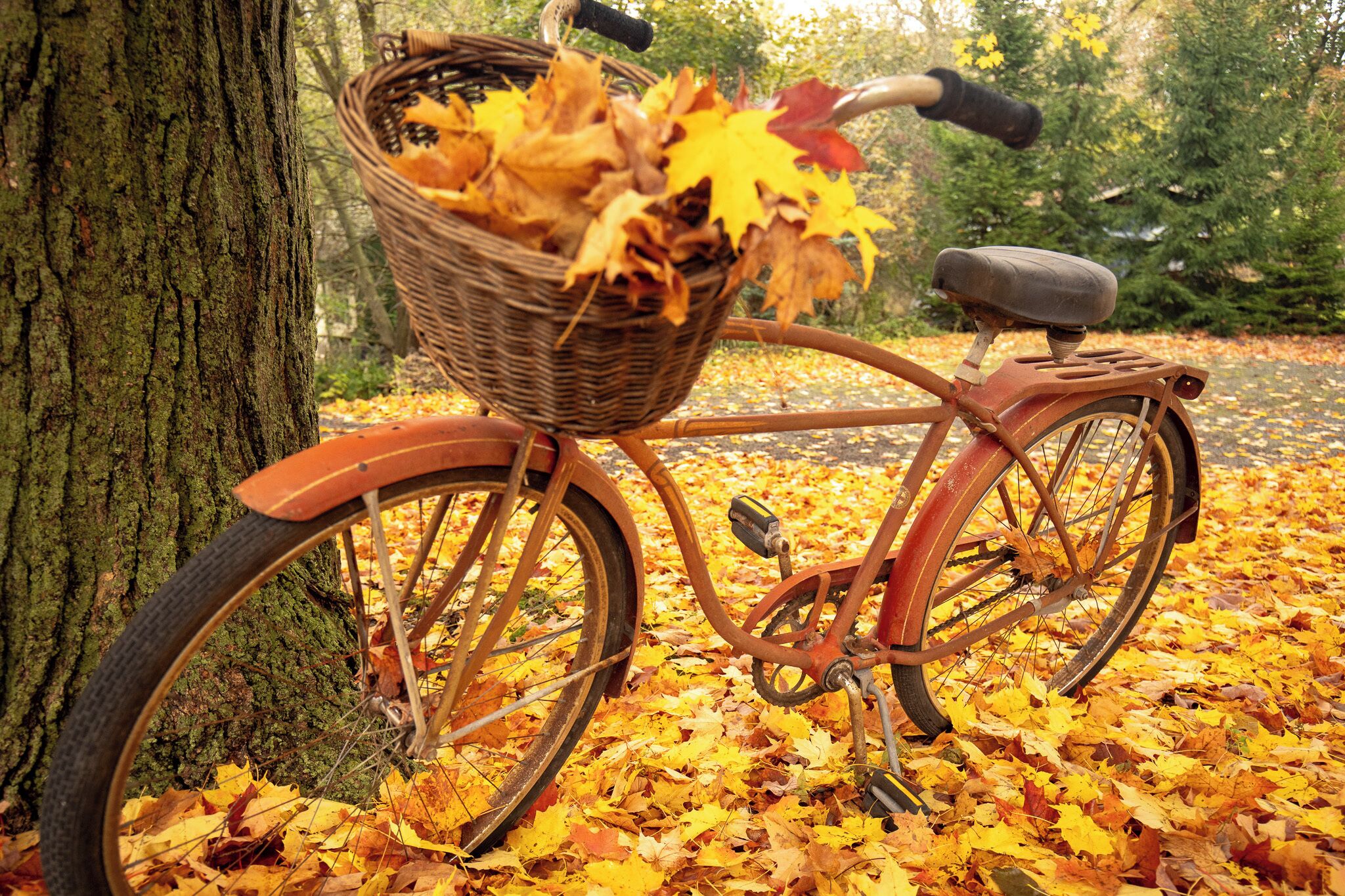 A vintage bicycle with a wicker basket filled with autumn leaves, parked on a leaf-covered path.