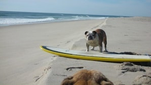 Ein Bulldogge steht auf einem Surfbrett am Strand.