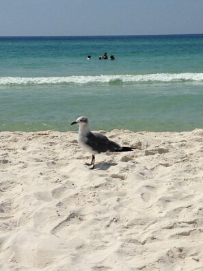 On the beach - AQUA - REMODELED 2026! -2 King Beds & Bunks -2 Beach Chairs & Umbrella INCLUDED! (Panama City Beach)