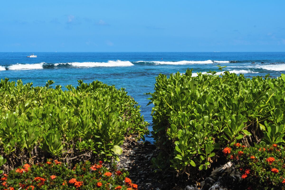 A coastal view with waves, greenery, and red flowers.