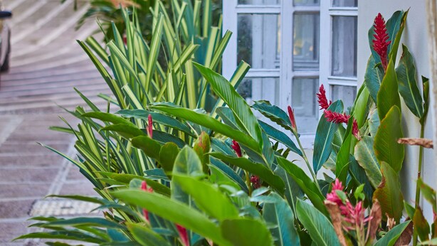 A narrow pathway lined with lush green plants and a white building with a window. - Spacious 5 Bedroom Villa, Centrally Located, Near Beach. (Runaway Bay)